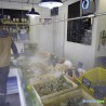 Brumibox 10 buses pour poissonnerie