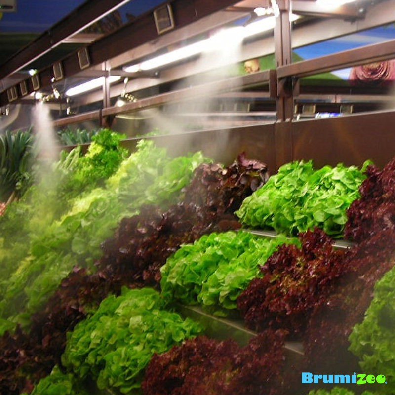 Brumibox 10 buses pour fruits et légumes